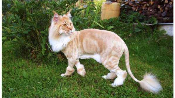 Машинки для стрижки кошек: как подстричь котов с густой шерстью в домашних условиях? рейтинг лучших моделей для груминга