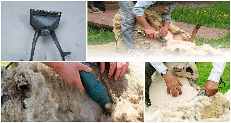 Обзор машинок для стрижки овец